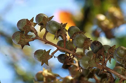 Banaba Leaf for glucose transport