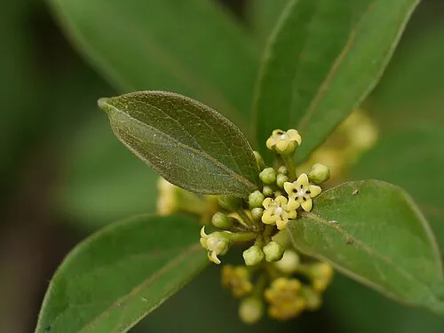 Gymnema Sylvestre for sugar craving control